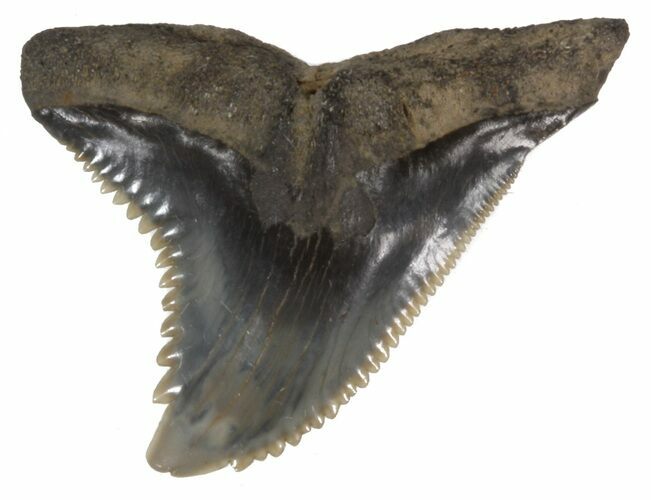 Fossil Hemipristis Shark Tooth - Maryland #42501